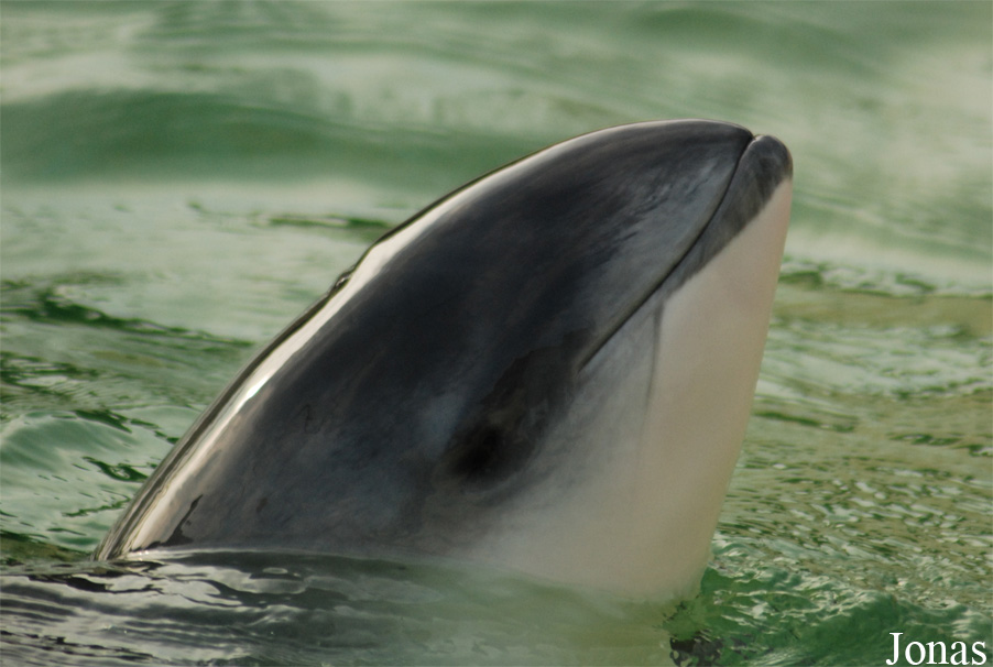 Dolfinarium Harderwijk