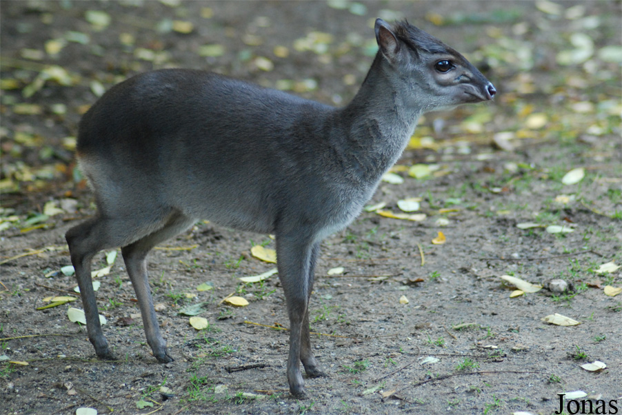Burgers' Zoo