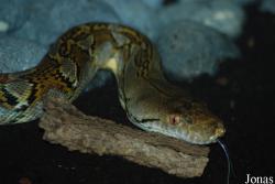 Malayopython reticulatus