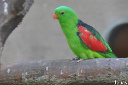 Aprosmictus erythropterus