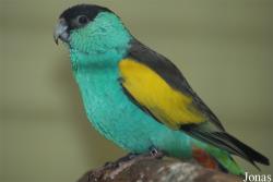 Psephotellus dissimilis