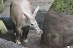 Orycteropus afer