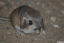 Dipodomys merriami