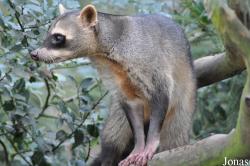 Procyon cancrivorus