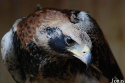 Aquila verreauxii