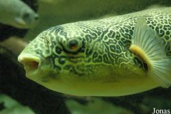 Tetraodontidae