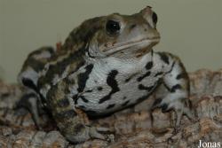 Bufo japonicus formosus