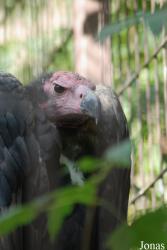 Ménagerie du Jardin des Plantes