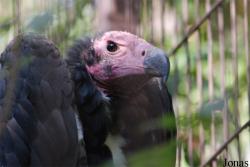 Ménagerie du Jardin des Plantes
