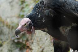 Ménagerie du Jardin des Plantes