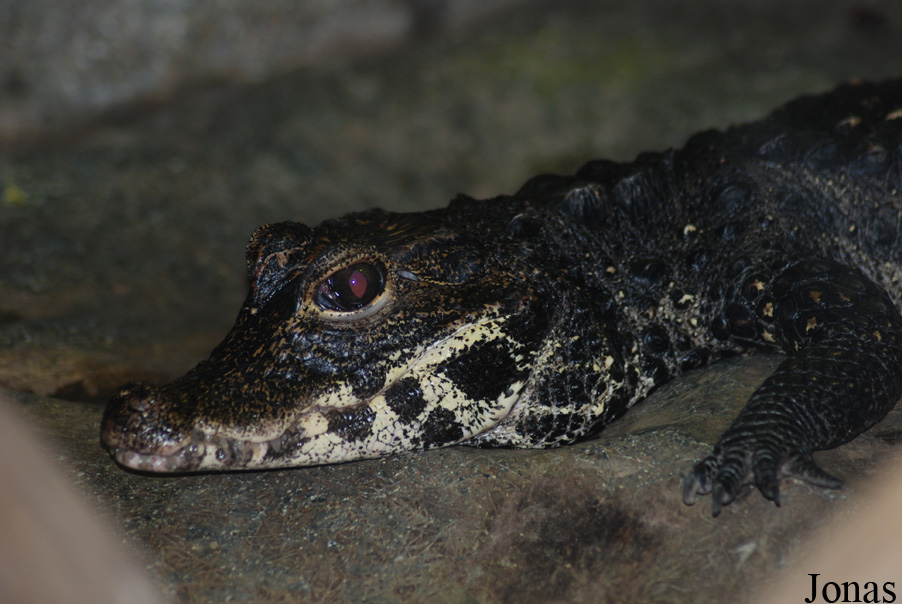 Ménagerie du Jardin des Plantes