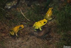 Ménagerie du Jardin des Plantes