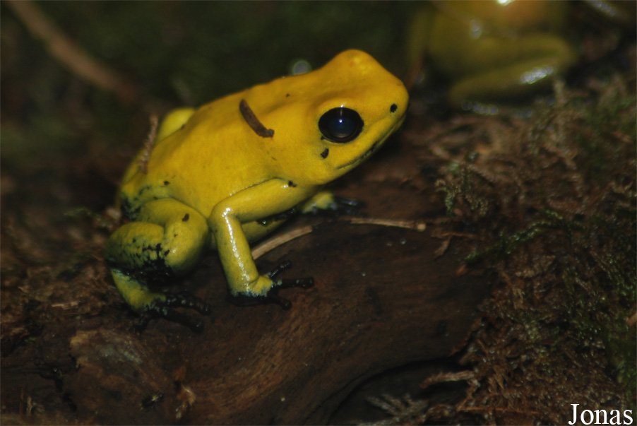 Ménagerie du Jardin des Plantes
