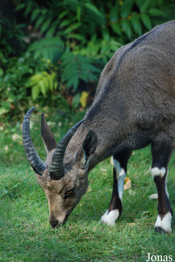 Ménagerie du Jardin des Plantes