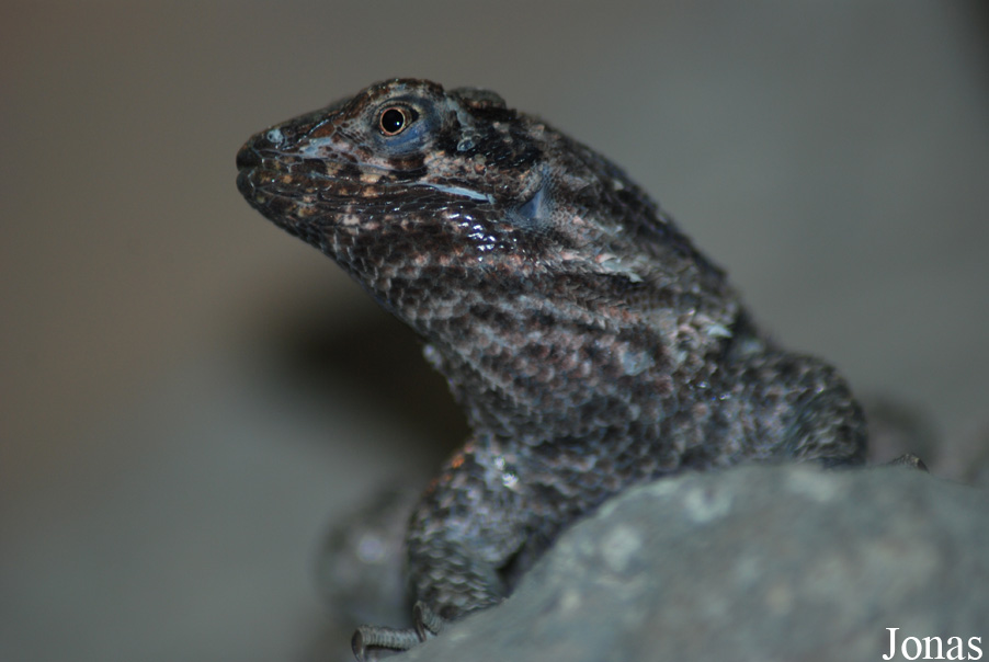 TerraZoo Rheinberg