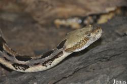 Crotalus horridus