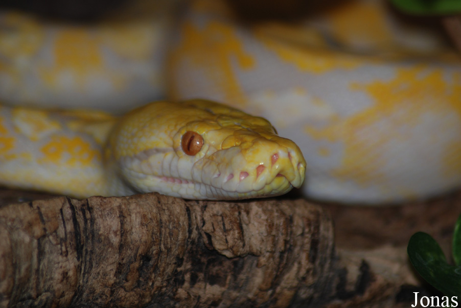 Die Nibelungenhalle zu Königswinter mit Drachenhöhl und Reptilienzoo