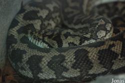 Morelia spilota variegata