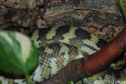 Morelia spilota harrisoni