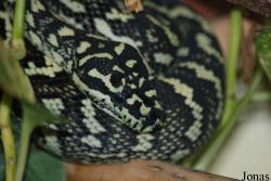 Morelia spilota crossing