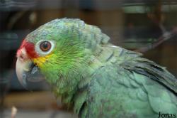 Amazona autumnalis