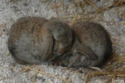 Lapin Bélier français