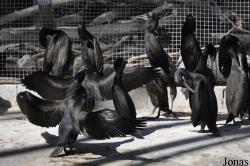 Dubai Zoo