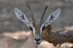 Gazella gazella