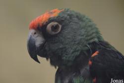 Poicephalus gulielmi