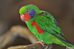 Charmosyna placentis