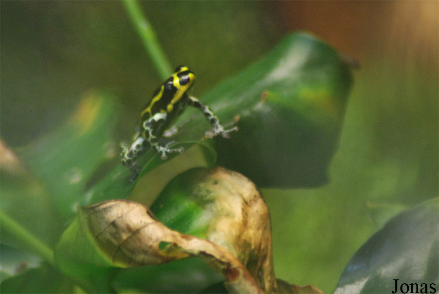 ZooParc de Beauval