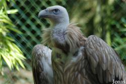 ZooParc de Beauval