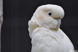 Cacatua haematuropygia
