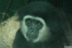 ZooParc de Beauval