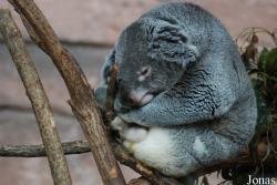 ZooParc de Beauval