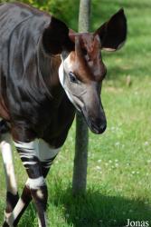 ZooParc de Beauval