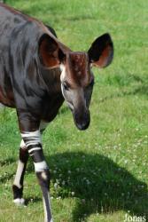 ZooParc de Beauval