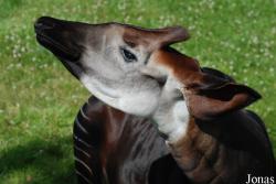 ZooParc de Beauval