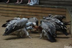 Zoo de Doué