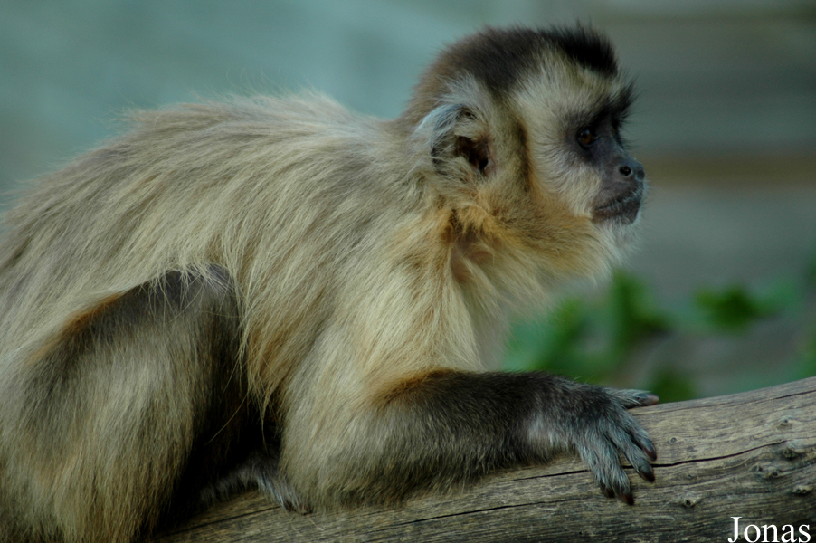 La Vallée des Singes