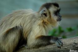 La Vallée des Singes