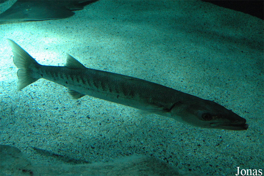 Aquarium de La Rochelle