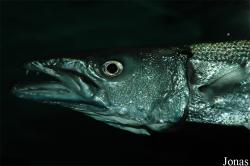 Sphyraenidae