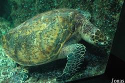 Eretmochelys imbricata