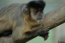 La Vallée des Singes