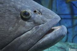 Serranidae