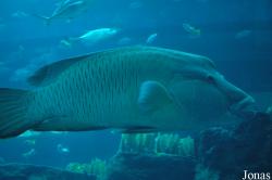 Dubai Aquarium & Discovery Centre