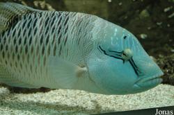 Labridae