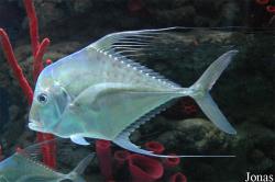 Alectis indica