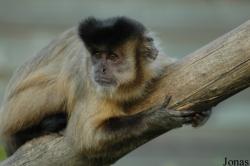 La Vallée des Singes